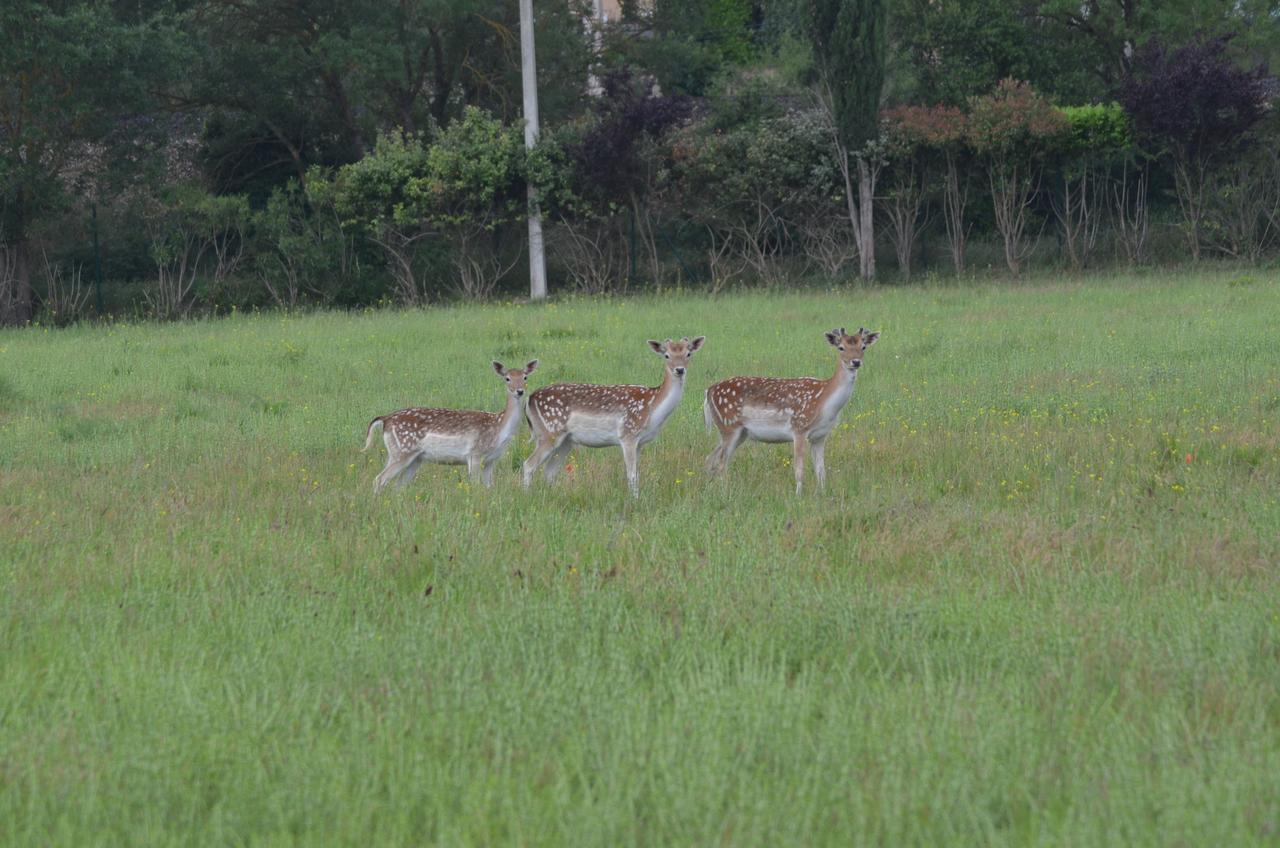 Domaine Shambala Bed & Breakfast Velaux Bagian luar foto